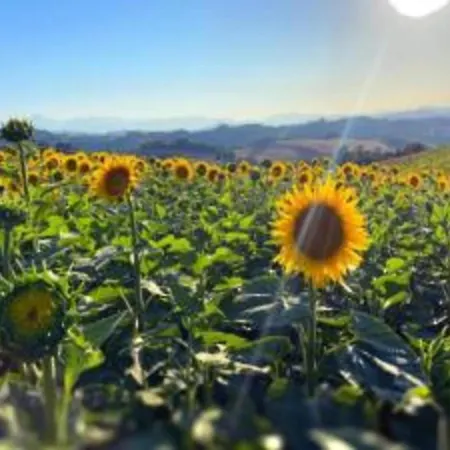 Beautiful In With Swimming Pool * Belforte allʼIsauro